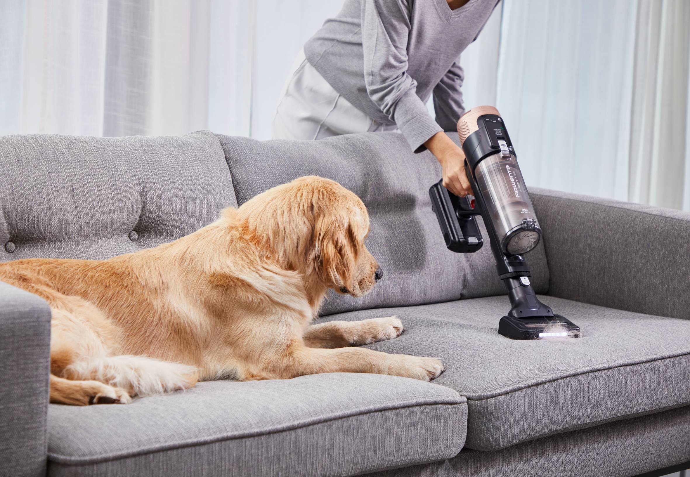 Hundehaare entfernen – von Sofa, Auto und Teppich